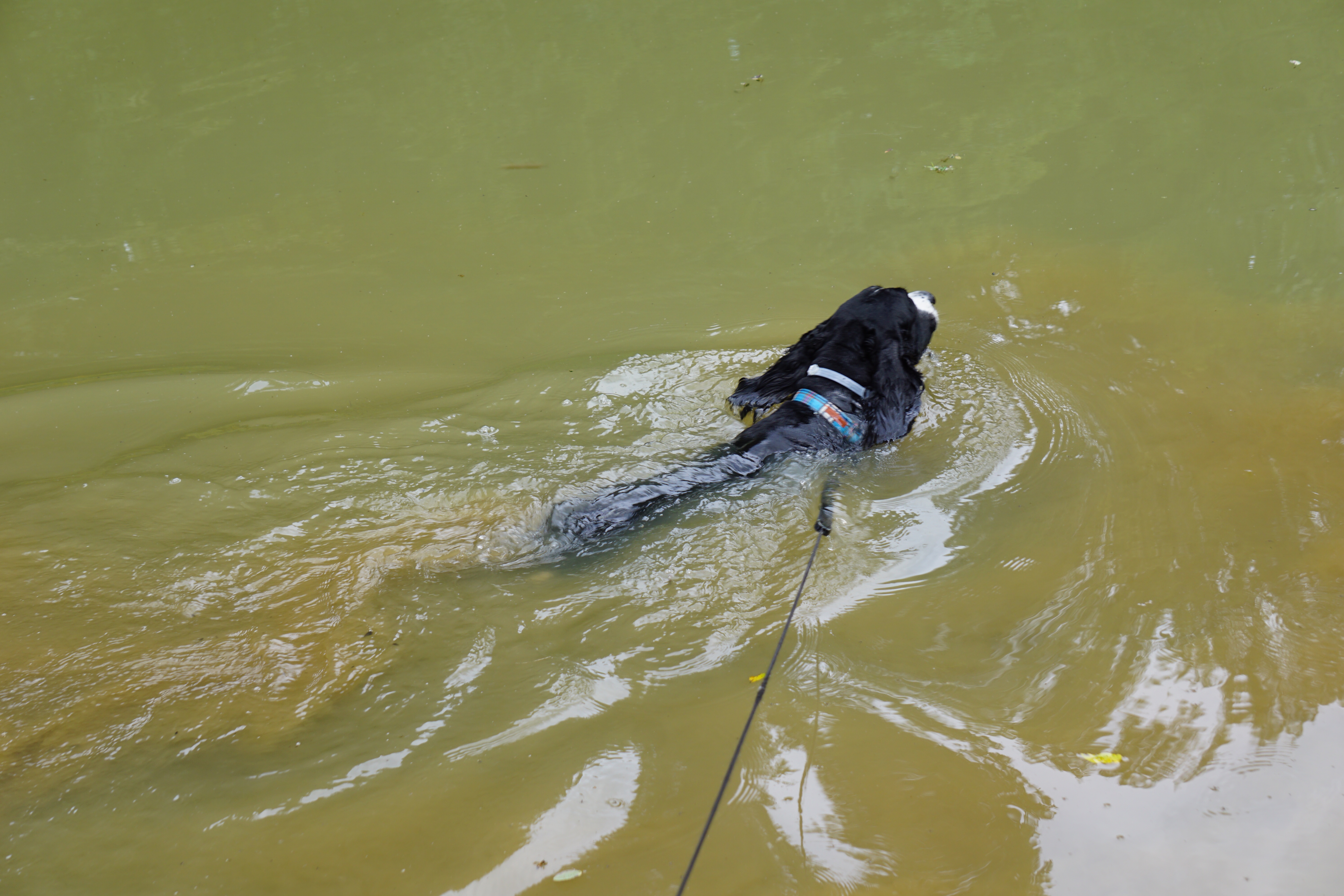 Linus swimming in the pond 