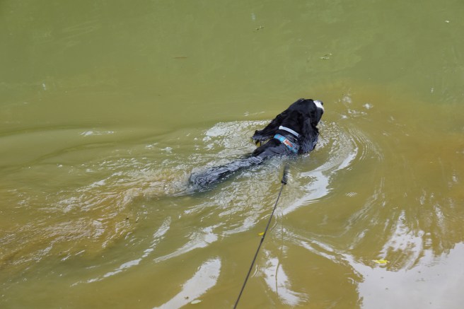Linus swimming in the pond 